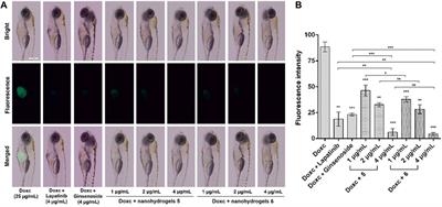 Amino acid modified OCMC-g-Suc-β-CD nanohydrogels carrying lapatinib and ginsenoside Rg1 exhibit high anticancer activity in a zebrafish model